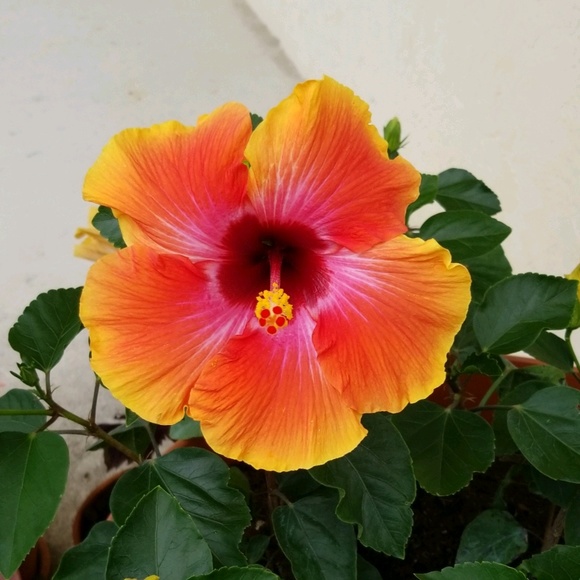 Meet your Posher, Kaylee - Picture 1 of 1